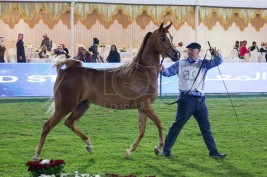 إعلان عن إقامة دورات تدريبية مختصة في جمال الخيل العربية بمركز الملك عبد العزيز