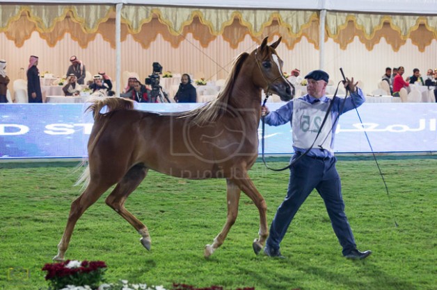 إعلان عن إقامة دورات تدريبية مختصة في جمال الخيل العربية بمركز الملك عبد العزيز