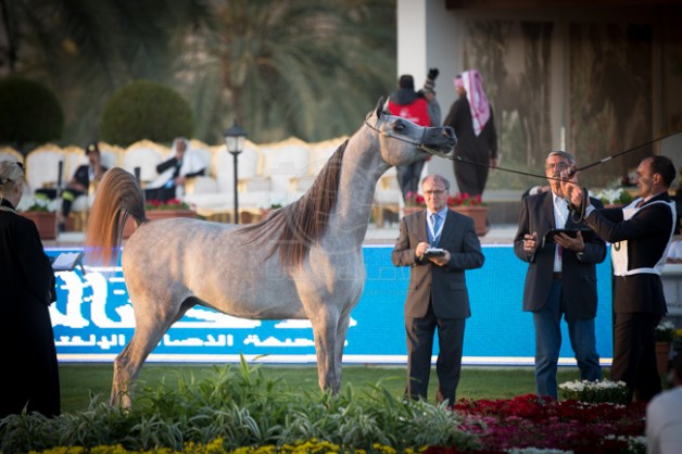 مقتطفات من اليوم الأول لبطولة مركز الملك عبدالعزيز الدولية الثانية لجمال الخيل العربية