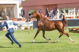 «البيئة والمياه» تطلب مرئيات المهتمين بأنشطة الفروسية للخيول العربية حول لائحة العقوبات