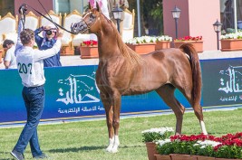 انطلاق بطولة مركز الملك عبد العزيز للخيل العربية الأصيلة.. اليوم