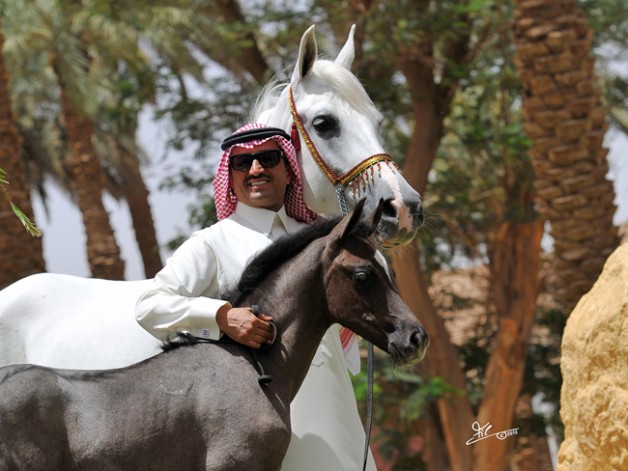 من تعرفه الخيل لن يجهله الناس