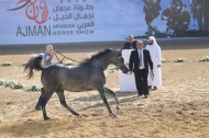 تنطلق اليوم بطولة عجمان ٢٠١٨ لجمال الخيل العربية الأصيلة