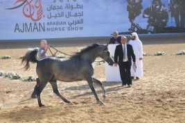 تنطلق اليوم بطولة عجمان ٢٠١٨ لجمال الخيل العربية الأصيلة