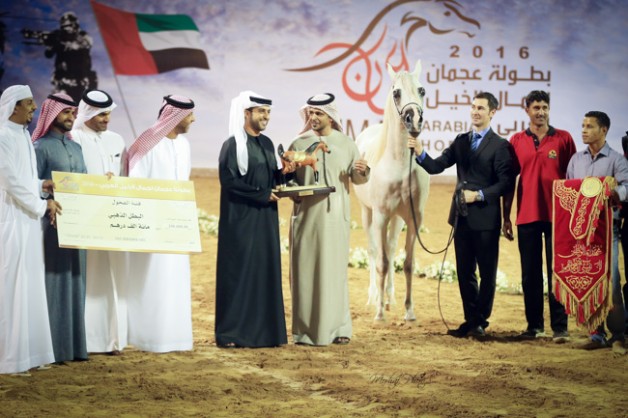 مقتطفات من بطولة عجمان للخيول العربية الأصيلة ٢٠١٦
