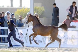 بطولة الكويت الرابعة لجمال الخيل العربية