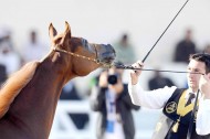 بطولة الكويت لجمال الخيل العربية تواصل منافساتها لليوم الثاني.. «الفياض»: تخصيص البطولة للإنتاج المحلي شجع المربين
