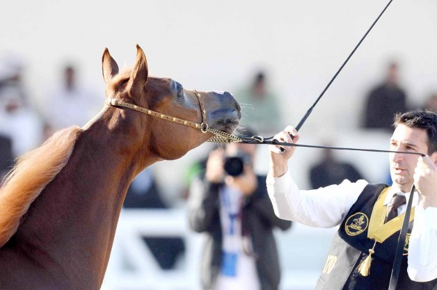 بطولة الكويت لجمال الخيل العربية تواصل منافساتها لليوم الثاني.. «الفياض»: تخصيص البطولة للإنتاج المحلي شجع المربين