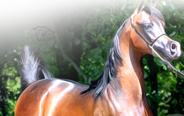 “فان جوخ” وبطولة كل الأمم ٢٠١١