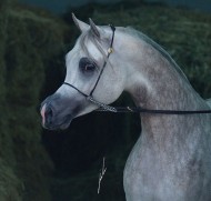 «الفياض» و «العدوان» و «الصباح» و «الأصيل» أبطال الإنتاج المحلي بالكويت الرابعة لجمال الخيل العربية الأصيلة – النتائج