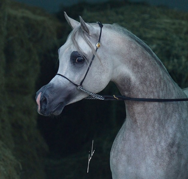 «الفياض» و «العدوان» و «الصباح» و «الأصيل» أبطال الإنتاج المحلي بالكويت الرابعة لجمال الخيل العربية الأصيلة – النتائج