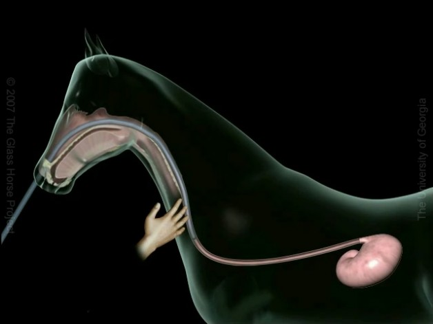 التهاب وانسداد المريء في الخيل