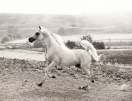 قصة مثل: كل مجر بالخلاء يسر