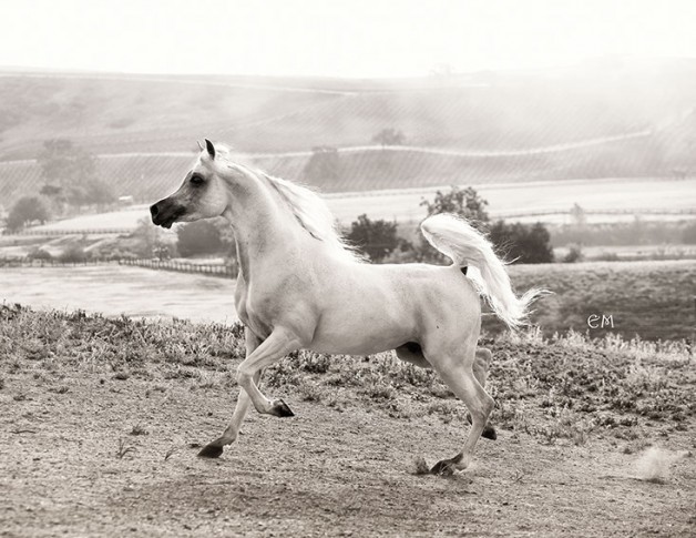 قصة مثل: كل مجر بالخلاء يسر