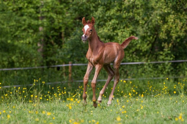يوميات مربط: هل يفسد التلقيح الاصطناعي انتاج الخيول العربية الأصيلة؟