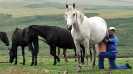 كازاخستان تصدر حليب الخيل لتعويض خسائر تراجع أسعار النفط