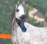 «البستان» و «الصقران» و «العميري» و «الهاجري» أبطال (الإمارات الوطنية) ٢٠١٦ للمواطنين – النتائج