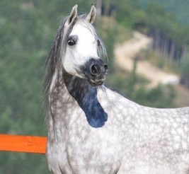 «البستان» و «الصقران» و «العميري» و «الهاجري» أبطال (الإمارات الوطنية) ٢٠١٦ للمواطنين – النتائج