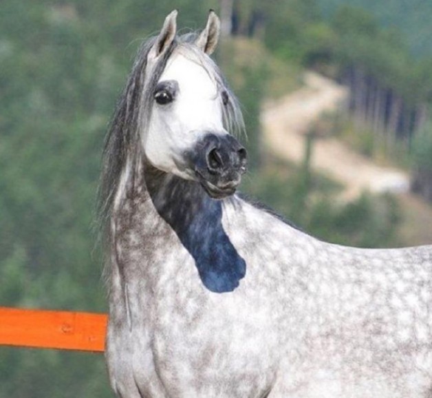 «البستان» و «الصقران» و «العميري» و «الهاجري» أبطال (الإمارات الوطنية) ٢٠١٦ للمواطنين – النتائج