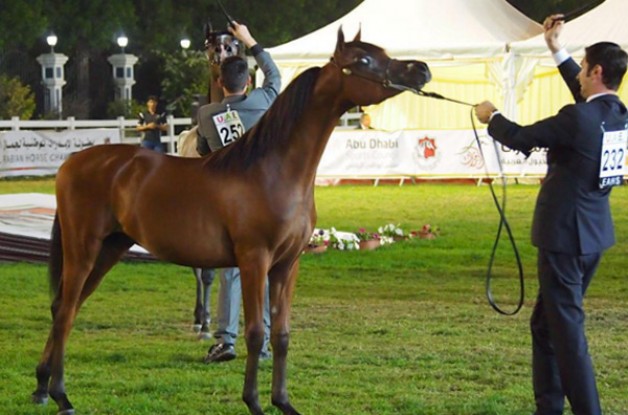 «الهواجر» و «عجمان» و «دبي» و «الياه» و «الأريام» أبطال (الإمارات الوطنية) ٢٠١٦- النتائج