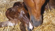 How to Predict When a Mare Will Foal