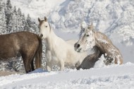 Formidable Frostbite and Horses