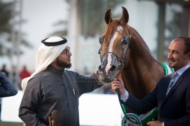 عشاق الخيول العربية الأصيلة يودعون البطل “ايدن سي” 2005 – 2020 – انجازات وصور