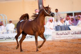 إعلان مزاد مربط التنهاة الخامس والعشرون للخيل العربية الأصيلة