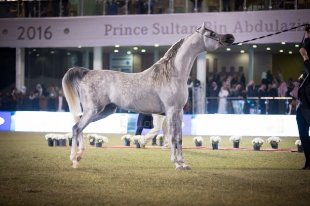 مقتطفات من اليوم الختامي لبطولة الأمير سلطان بن عبدالعزيز العالمية للجواد العربي ٢٠١٦