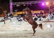 «ميلاد» يقيم أمسية مميزة ويوم مفتوح يستضيف مربي ومحبي الخيل العربية الأصيلة  – صور