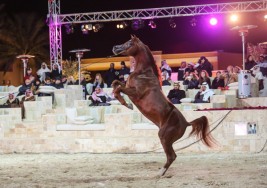 «ميلاد» يقيم أمسية مميزة ويوم مفتوح يستضيف مربي ومحبي الخيل العربية الأصيلة  – صور