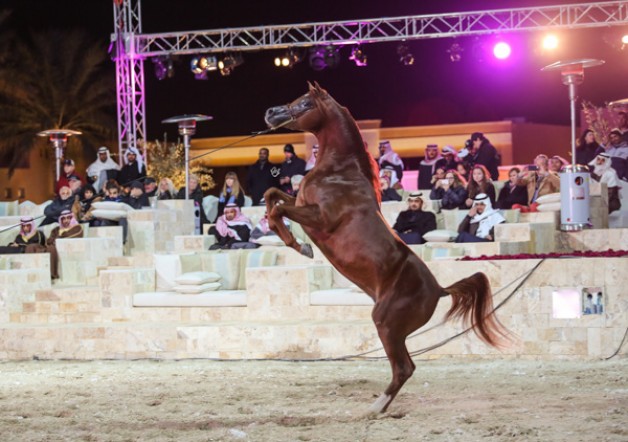 «ميلاد» يقيم أمسية مميزة ويوم مفتوح يستضيف مربي ومحبي الخيل العربية الأصيلة  – صور