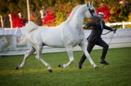 ٣٦٥ جواداً تتنافس ببطولة ابوظبي الدولية لجمال الخيل العربية .. والجوائز النقدية الى العاشر!