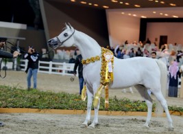 «الزبارا» و «المي» و «الفياض» و «الخالدية» و «الواوان» .. ابطال الكويت الدولية ٢٠١٦ – النتائج والصور