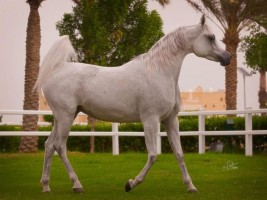 خيل «الوعب» تكتسح الذهب! .