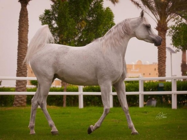 خيل «الوعب» تكتسح الذهب! .