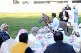 ابوظبي للخيول العربية