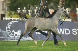 مقتطفات اليوم الأول من بطولة ابوظبي الدولية ٢٠١٦ لجمال الخيول العربية