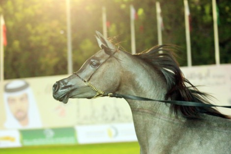 تفوق بارز لـ «دبي» و «البداير» في اليوم الأول من بطولة الإمارات لمربي الخيول العربية – نتائج اليوم الأول