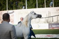 مقتطفات من اليوم الثالث لبطولة ابوظبي الدولية ٢٠١٦ لجمال الخيل العربية الأصيلة