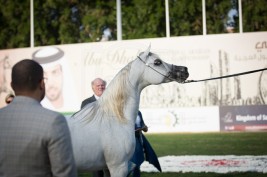 مقتطفات من اليوم الثالث لبطولة ابوظبي الدولية ٢٠١٦ لجمال الخيل العربية الأصيلة