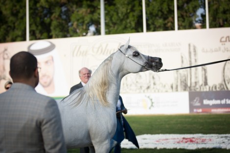 مقتطفات من اليوم الثالث لبطولة ابوظبي الدولية ٢٠١٦ لجمال الخيل العربية الأصيلة