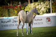 مقتطفات من اليوم الرابع لبطولة ابوظبي الدولية ٢٠١٦ لجمال الخيل العربية الأصيلة