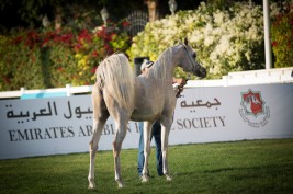 مقتطفات من اليوم الرابع لبطولة ابوظبي الدولية ٢٠١٦ لجمال الخيل العربية الأصيلة