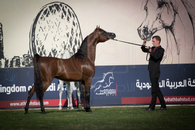 مقتطفات اليوم الختامي لبطولة ابوظبي الدولية ٢٠١٦ لجمال الخيل العربية