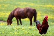 Help! My Horse Ate Chicken Feed: What Should I Do?