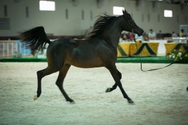 سلطان بن زايد يشهد افتتاح بطولة كأس المربين العرب الثالثة لجمال الخيل العربية