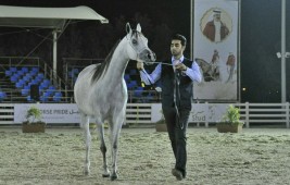 المهرة «صنعاء المعود» والفرس « ريم الزبير» تتألقان بذهب (فيصل بن حمد) المحلية لجمال الخيل العربية الأصيلة بالبحرين