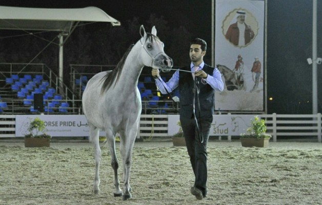 المهرة «صنعاء المعود» والفرس « ريم الزبير» تتألقان بذهب (فيصل بن حمد) المحلية لجمال الخيل العربية الأصيلة بالبحرين