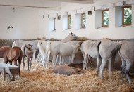 President of WAHO sent a Letter to HE The President of Poland for the disturbing events in Poland